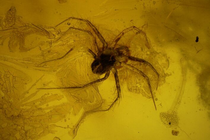 Detailed Fossil Predatory Mite (Parasitidae) In Baltic Amber #142191